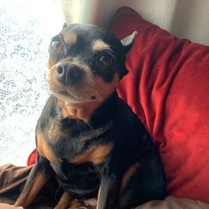 Meet your Posher, Bonnie